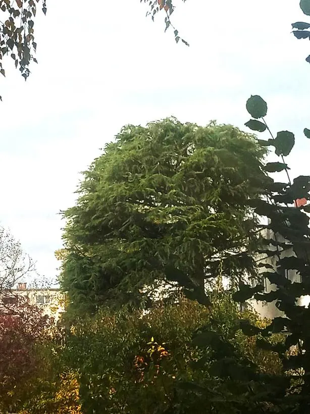 Nadelbaum nach dem Kronenschnitt