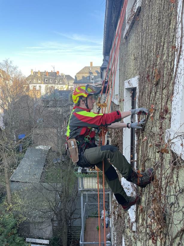 Rückschnitt von Efeu an einer Hausfassade