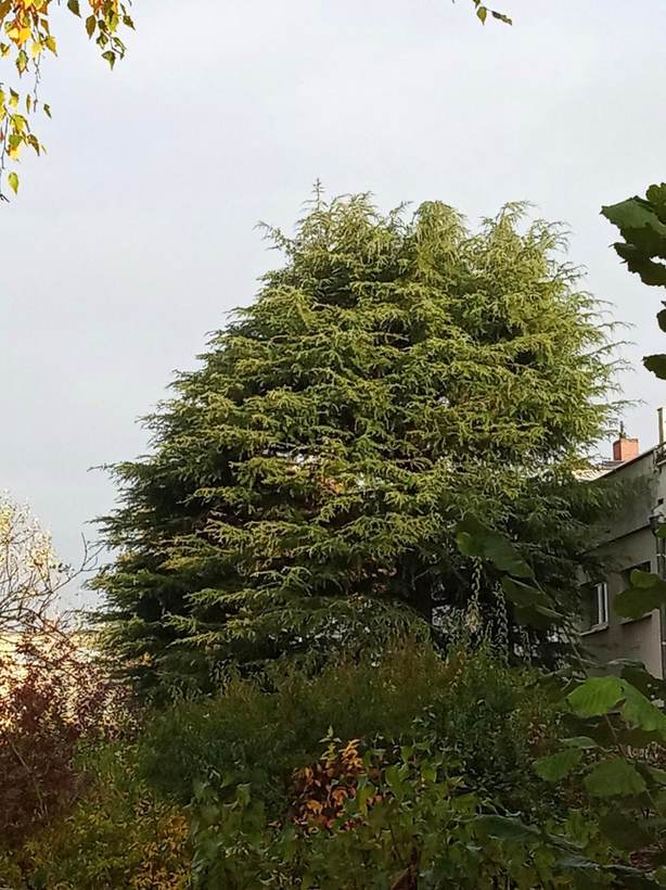Nadelbaum vor dem Kronenschnitt